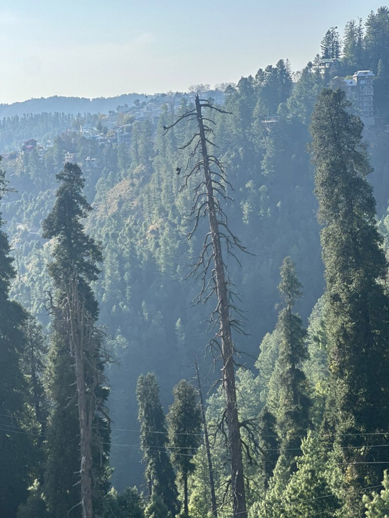 Nathia Gali ,Abbottabad